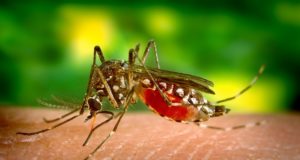 Mosquito que transmite a dengue